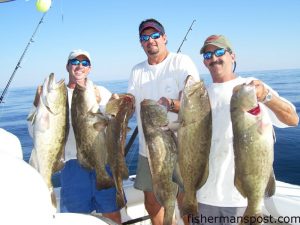 Robert Hughes, Todd Helf, and Brian Richard with a limit of gag grouper caught in 80' of water on live cigars and beeliners while fishing with Charlie Terragrossa.