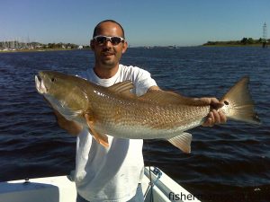 Gene Young with a red drum caught and released near Southport on a live bait. 