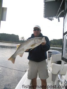 Capt. Mark Dickson, of Shallow Minded Inshore Fishing in North Myrtle Beach, with a 10+ lb. striped bass that fell for a Gulp jerkbait in the ICW near Little River.