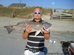 Brian Collins, of Surf City, with a 31” red drum he hooked (and released) in the South Topsail surf on shrimp. 