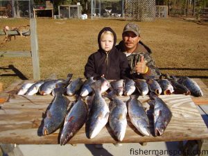 Anna Fields (age 6) and her father Mike Fields, of Supply, with speckled trout caught in the ICW. Several of their fish weighed over 4 lbs.
