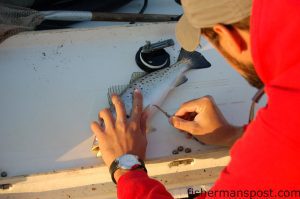 Tim Ellis, a PhD student at N.C. State conducting a multiyear speckled trout tagging study, uses a curved scalpel to make an tag incision in a trout's flank.
