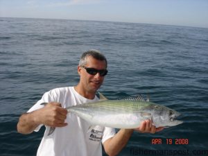 Capt. Jim Sabella, of Plan 9 Charters, with an Atlantic Bonito he caught on the fly rod during a bonito blitz in mid-April. The fish were chasing schools of tiny baitfish around Diver's Rock off New River Inlet.