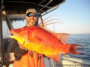 Nick Maraveyias, of Wilmington, with a hogfish he hooked on a jig 40 miles offshore of Carolina Beach in late February. He was fishing with Nick Patsalos about the "Slip Slidin."