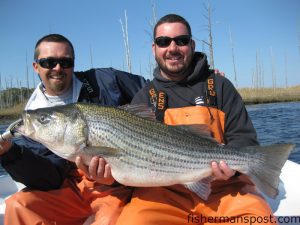 Capt. Jamie Rushing, of Seagate Charters, and Capt. Blair White with a 37.5", 26 lb. striped bass White hooked in the NE Cape Fear River on a deep diving crankbait.