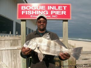 Cliff Jones, from Kinston, NC, with a 5 lb. 2 oz. black drum caught while fishing from Bogue Inlet Pier.