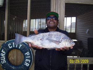 Gary Harris, from Raleigh, with a 3 lb. black drum he hooked while bottom fishing fromg Surf City Pier.