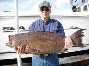 Bill Laurie, of Southport, with a 36" scamp grouper that fell for a Gulp-tipped bucktail in 90' of water around 40 miles offshore. He was fishing with Tom Loftus aboard the "Iascaire."