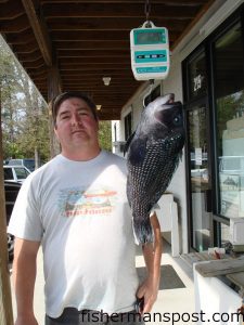 Matthew Basnight, of Wilmington, with a 20", 6.25 lb. black sea bass he caught off Morehead City. Weighed in at Tex's Tackle.