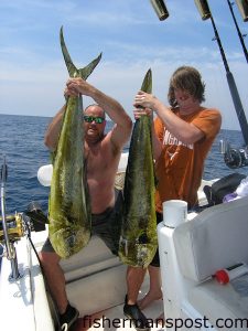Sid Arnold and Mikie Perry, from High Point, NC, with a pair of gaffer dolphin (part of a catch of dolphin, blackfin, kings, and false albacore) they hooked while trolling ballyhoo under Blue Water Candy lures near the Steeples.