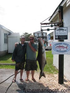 Scotty Capps and Brian Fowler, both from Morehead City, with an 80 lb. cobia that ate a dead pogy on the bottom in Beaufort Inlet. Weighed in at Chasin' Tails Outdoors.