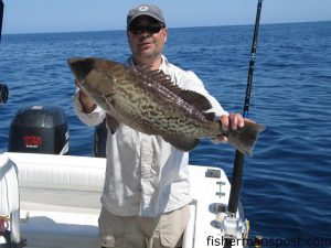 Dave Cohen, of Hyannis, MA, with a gag grouper he hooked on cut mackerel in 115' offshore of Atlantic Beach. He was fishing with Capt. Ken Mullen of Swell Rider Charters.