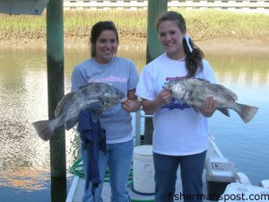 Lindsey Wright and Sarah Cross, both from Laurinburg, NC, with a pair of black drum around 5 lbs. they hooked on cut shrimp while fishing docks near Ocean Isle with Capt. David Hooks of Capt. Hook Outdoors.