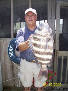 Gene Rivenbark, of Wilmington, with a 7.1 lb. sheepshead he hooked on a live shrimp from Surf City Pier.