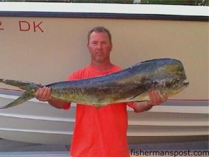 Scott Williams with a 35 lb. dolphin he hooked 65 miles off Wrightsville Beach in 150' of water. He was fishing on the "Maysea."