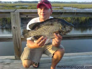 Greg Kokoski with a 6 lb. tripletail he hooked on a live pogy while flounder fishing. he was fishing the Fisherman's Post Inshore Challenge with Matt Martin and Capt. Douglas Cutting.