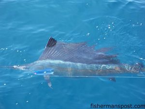 Angler Mike Lewis, from Morehead City, fought this sailfish to a clean release after it fell for a ballyhoo under a blue/white sea witch at the Big 10/Little 10.