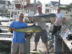 Ralph C and Paul C, of NY, with part of a big catch of gaffer dolphin they hooked while trolling ballyhoo in around 17 fathoms off Morehead City. They were on a charter with Capt. Ken Mullen of Swell Rider Charters out of Atlantic Beach.