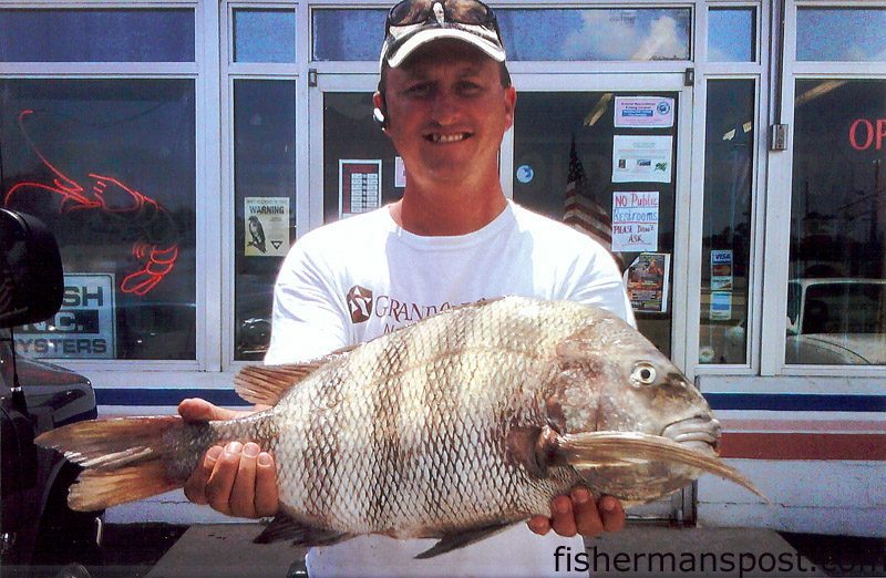 Tim Darnell, from Wilmington, with a 9.5 lb. sheepshead caught on a piece of dead shrimp near the Wildlife Boat Ramp in Carolina Beach. Weighed at Island Tackle and Hardware.