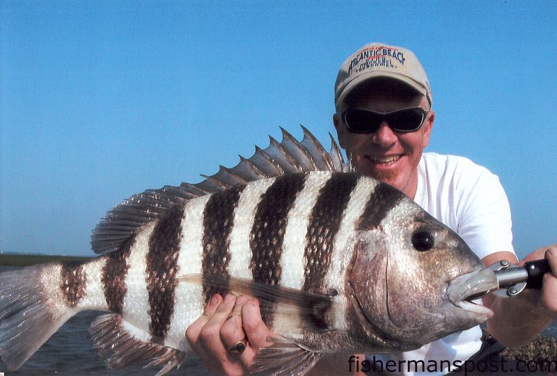 David Shields, from Winston Salem, with a 9 lb. 2 oz. sheepshead caught on a live crab in Buzzards Bay.