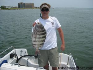 Cas Prewitt, of Fayetteville, NC, with a 9.75 lb. sheepshead he hooked under the Atlantic Beach Bridge on a barnacle while fishing with friend Bobby Brown.