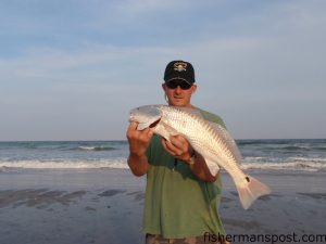 Jeff Brown, from Burlington, NC, with a slot red drum he hooked on a piece of cut pogy in the Topsail surf.