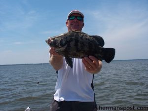 Capt. Jeff Wolfe, of Seahawk Inshore Charters, with a tripletail that fell for a live shrimp beneath a popping cork near a crab pot float in the Cape Fear River.