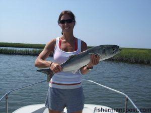 Ginger Gilbert, from Cary, NC, with a chopper bluefish she hooked on a MirrOlure Top Dog near south Topsail Beach. She was fishing on the "Paint It Purple" with Ray Teachey.