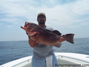 Tommy Stewart, from Linden, NC, with a 22 lb. red grouper he hooked 50 miles offshore of New River Inlet on a 4" mullet.