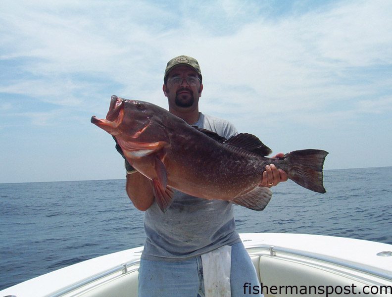 Tommy Stewart, from Linden, NC, with a 22 lb. red grouper he hooked 50 miles offshore of New River Inlet on a 4″ mullet.