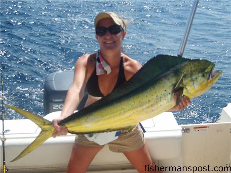Spring Pipes, of Wilmington, with a big cow dolphin that bit a rigged ballyhoo under a Blue Water Candy skirt. She was trolling around 15 miles off Southport with her husband, Alex, and Capt. Curt Russo.