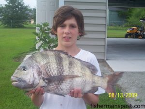 Jarod Jernigan (age 12), of Concord, NC, with his first sheepshead, a 7.5 pounder he hooked on shrimp underneath the Atlantic Beach Bridge.