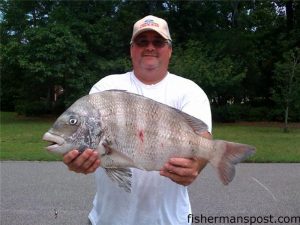 Elbert Helton, of Wilmington, with a 9 lb. sheepshead that fell for a clam bait at a dock near Carolina Beach.