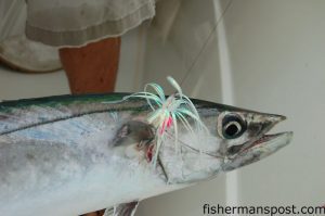 A king mackerel found this Blue Water Candy Bling-skirted dead bait rig with a cigar minnow irresistible and came to gaff after a quick fight for the author.