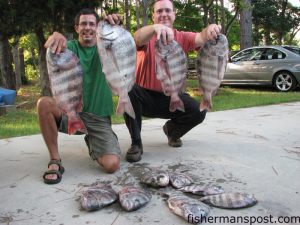 Joey Warren and Paul Wolff, of Scotts Hill, NC, with sheepshead they caught near the Figure 8 Island Bridge on fiddler crabs.