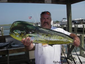Wally Walker, from Portage, IN, with an 18 lb. dolphin he hooked on a dead cigar minnow while fishing off New River Inlet.