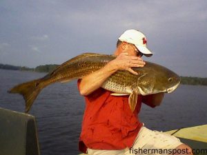 Jim Tosto, of Williston, NC, with a big red drum he hooked on a 4" Gulp swimming mullet in the Neuse River.