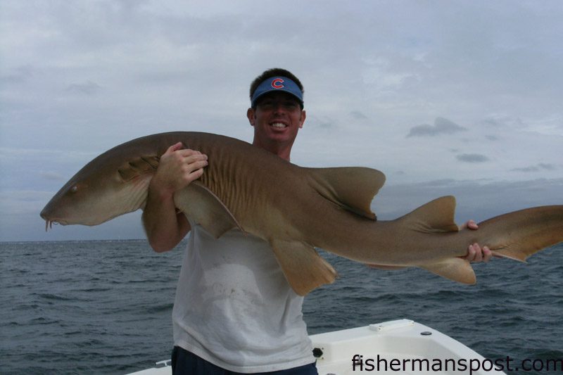 Capt. Brandon Dean, of Southport Angler Outfitters, with a big nurse shark he hooked at Yaupon Reef on a flounder outfit and a Carolina-rigged finger mullet.