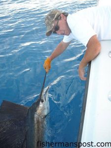 Matthew Stokely, from Wilmington, caught and released this sailfish near the Same Ol' Hole while fishing with Nick Maraveyias and Nick Patsalos on the "Slip Slidin." The sail fell for a ballyhoo under a blue/white sea witch.
