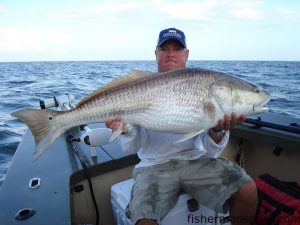 Terry Wright with a fat citation-class red drum that fell for a live pogy in the Pamlico Sound south of Hobucken while he was fishing with Doug Dameron.