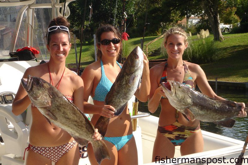 Jennifer Spencer, Amanda Stauffer, and June Beamer, from Wilmington, with a trio of gag grouper they hooked 10 miles off Wrightsville Beach while fishing with Jonny Spencer on the "Grouper Nugget." The fish fell for Decoy jigs with cut baits.