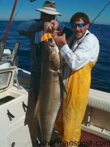 Mike and Michael Mann, from Morehead City, with an 84 lb. cobia they hooked on a dead pogy while bottom fishing 30 miles off Beaufort Inlet in 100' of water.
