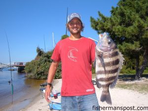 Matthew Miles-English with a 9 lb., 14 oz. sheepshead he hooked on a live shrimp while fishing near the intersection of Snow's Cut and the ICW. Weighed in at Island Tackle and Hardware.