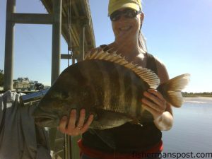 Susie Browder, from Winston-Salem, NC, with a 12 lb. sheepshead she hooked on a fiddler crab while fishing some inshore structure at Ocean Isle with Derek Edwards.
