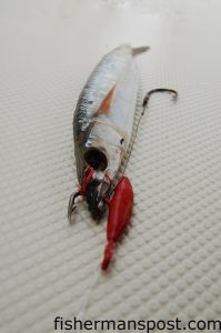 A ballyhoo rigged with Barefoot Fishing's new Chin Weight.