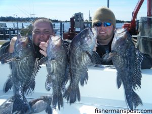 Robbie Brown and Chris Ulmer with four of 36 sea bass they kept while fishing live bottom areas 5-10 miles off Bogue Inlet with Capts. Jeff Cronk and Mike Taylor while filming for an upcoming episode of Carolina Fishing TV.  Stingsilvers and bucktails produced most of the keepers.