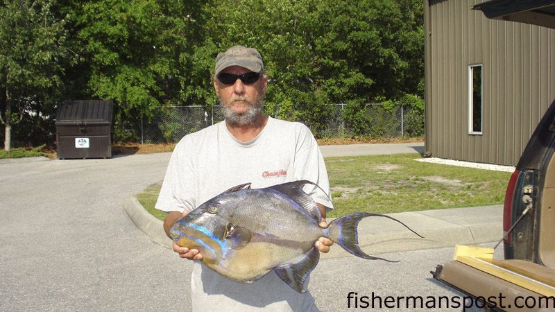 snapper bluefish