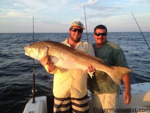 Hank Carter and Capt. Greg Voliva with a big red drum that bit a piece of cut menhaden on the bottom in about 18' of water. They were fishing out of River Dunes Marina in Oriental.