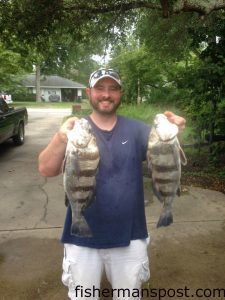 Brian Harris, of Greenville, NC, with a pair of black drum that bit frozen shrimp on bottom rigs near Bear Island.