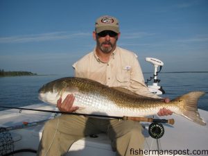Ed Barth, of Oregon, with a 46" red drum he caught and released on fly tackle. He was fishing the lower Neuse River with Capt. Gary Dubiel of Spec Fever Guide Service.